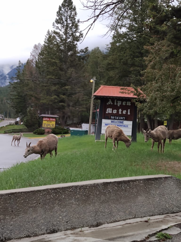 A small herd of mountain goats graze on the grass outside a sign that says Alpen Motel.