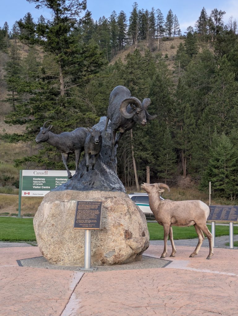 A mountain goat inspects a statue of his fellow goats at Radium Hot Springs BC.